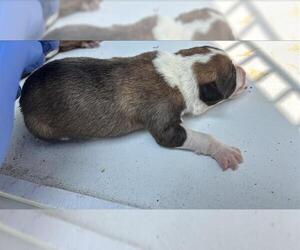 German Shepherd Dog Dogs for adoption in Houston, TX, USA