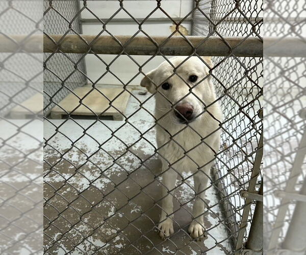 Medium Photo #1 Siberian Husky-white german shepherd Mix Puppy For Sale in Winston Salem, NC, USA