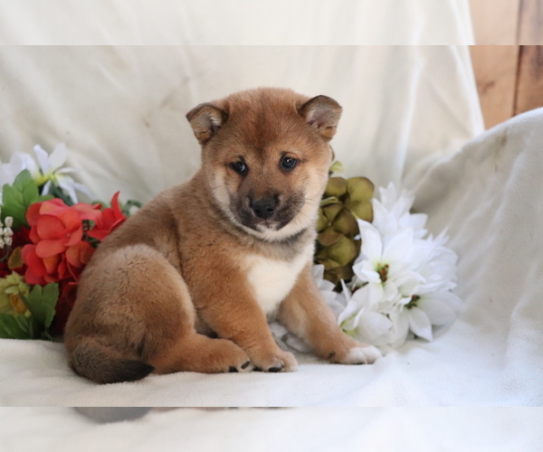 Medium Photo #4 Shiba Inu Puppy For Sale in SHILOH, OH, USA