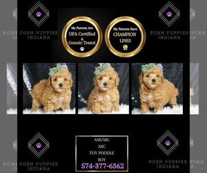 Poodle (Toy) Puppy for sale in WARSAW, IN, USA
