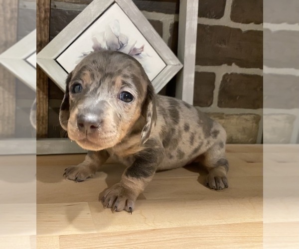 Medium Photo #2 Dachshund Puppy For Sale in DELTA, CO, USA