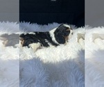 Small #2 Cavalier King Charles Spaniel