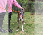 Small #3 Greyhound