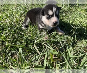 Medium Siberian Husky