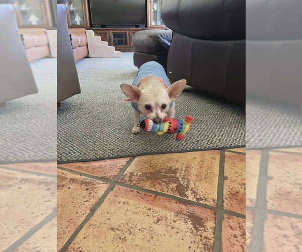 Medium Photo #7 Chi-Poo (Miniature) Puppy For Sale in Plantation, FL, USA