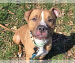 Small #3 American Pit Bull Terrier Mix