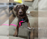 Small #1 Labrador Retriever Mix