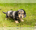 Small Photo #22 Dachshund Puppy For Sale in MILFORD, IN, USA