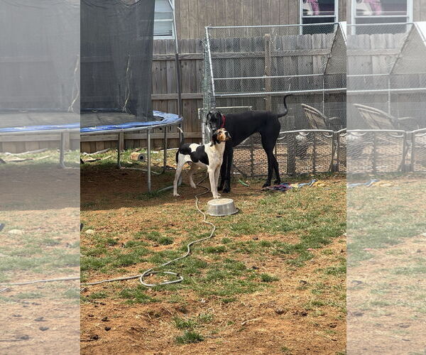 Medium Photo #4 Treeing Walker Coonhound Puppy For Sale in Westminster, MD, USA