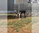 Small #3 Treeing Walker Coonhound