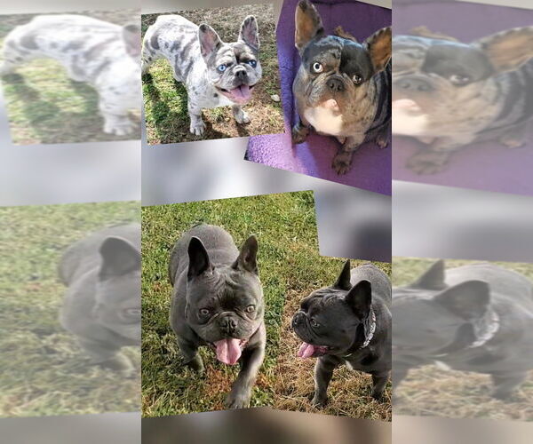 Medium Photo #1 French Bulldog Puppy For Sale in BOSTON, KY, USA