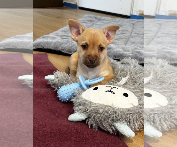 Medium Photo #2 Mutt Puppy For Sale in Bellevue, WA, USA