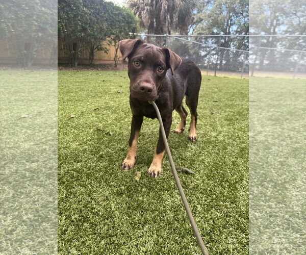 Medium Photo #1 Mutt Puppy For Sale in Hilton Head, SC, USA