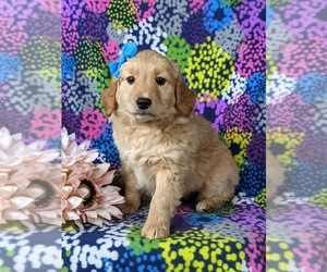 Goldendoodle (Miniature) Puppy for sale in KIRKWOOD, PA, USA