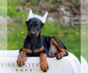 Doberman Pinscher Puppy for sale in NEWMANSTOWN, PA, USA