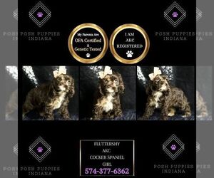 Cocker Spaniel Puppy for sale in WARSAW, IN, USA