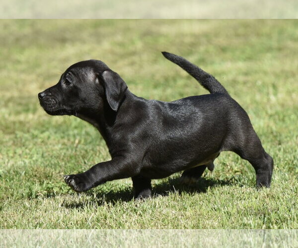 Medium Photo #1 Dachsador Puppy For Sale in Mechanicsburg, PA, USA