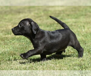 Dachsador Dogs for adoption in Mechanicsburg, PA, USA