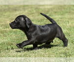 Small Dachsador