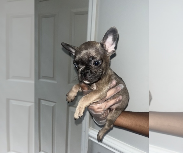 Medium Photo #17 French Bulldog Puppy For Sale in FAYETTEVILLE, NC, USA