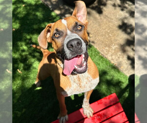Medium Photo #7 Boxer-Unknown Mix Puppy For Sale in Canton, CT, USA