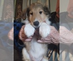 Small Photo #3 Collie Puppy For Sale in HARVEY, ND, USA