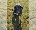 Small #2 Coonhound-Labrador Retriever Mix