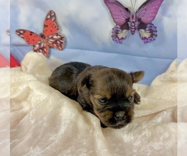 Medium Photo #6 Morkie Puppy For Sale in CASSVILLE, MO, USA