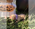 AKC Golden Retr - Male Golden Retriever Puppy for Sale - Photo #4