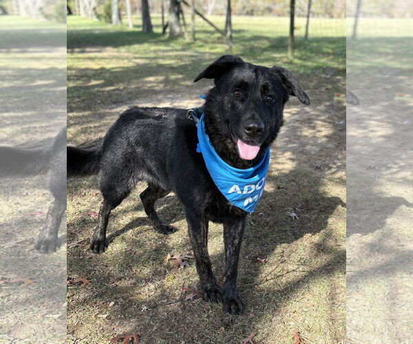 Medium Photo #2 Retriever -Unknown Mix Puppy For Sale in Spring Lake, NJ, USA