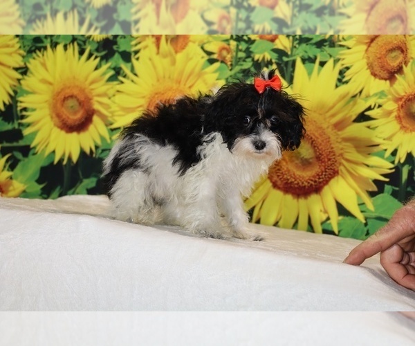 Medium Photo #23 Goldendoodle (Miniature) Puppy For Sale in DYERSBURG, TN, USA