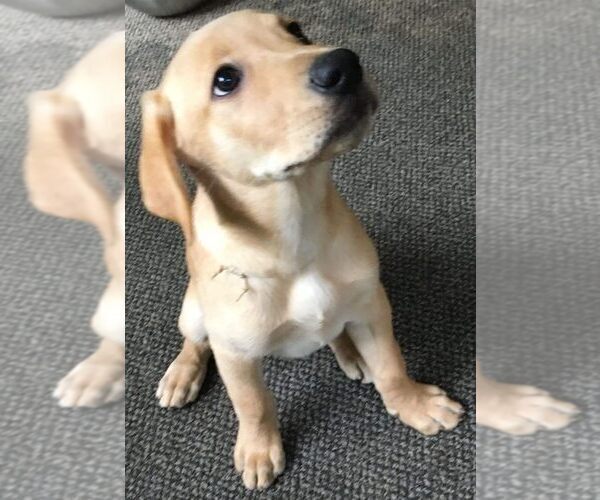 Medium Photo #1 Labrador Retriever-Unknown Mix Puppy For Sale in MACON, GA, USA