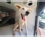 Small Huskies -Labrador Retriever Mix