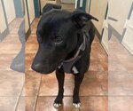 Small American Pit Bull Terrier-Labrador Retriever Mix