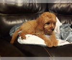 Small Photo #15 Cavapoo Puppy For Sale in COPPERAS COVE, TX, USA
