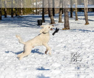 Ronnie - Male Poodle (Standard) Dog for Adoption - Photo #4