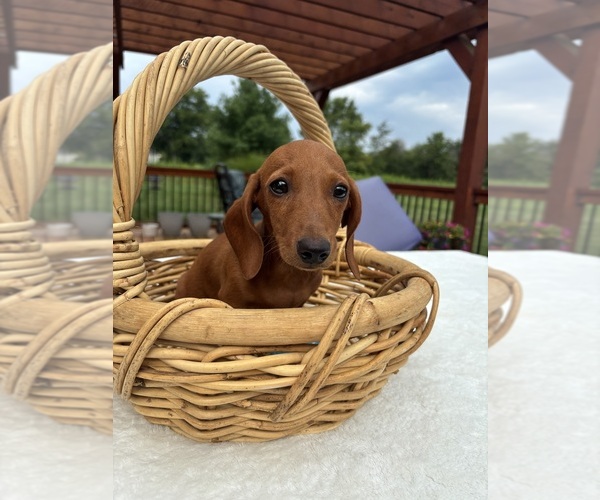 Medium Photo #3 Dachshund Puppy For Sale in GREENFIELD, IN, USA