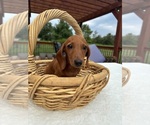 Small #2 Dachshund