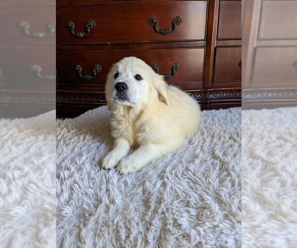 Medium Photo #4 Golden Retriever Puppy For Sale in ELVERTA, CA, USA