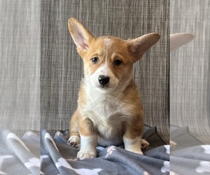 Medium Pembroke Welsh Corgi