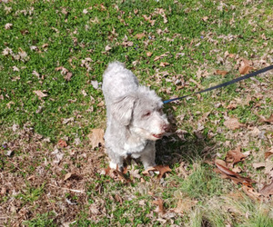 Havanese Puppy for sale in WINSTON SALEM, NC, USA