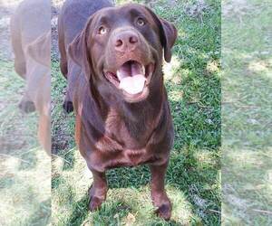 Father of the Labrador Retriever puppies born on 02/14/2024