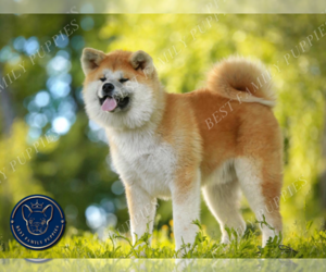 Akita Puppy for sale in CHEYENNE, WY, USA