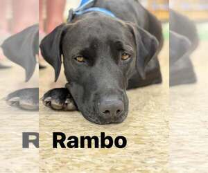 Mutt Dogs for adoption in Turlock, CA, USA