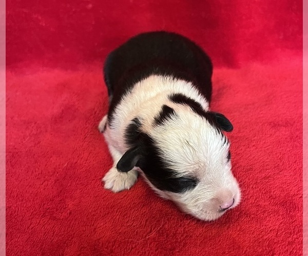 Medium Photo #3 Miniature Australian Shepherd Puppy For Sale in FORT MORGAN, CO, USA