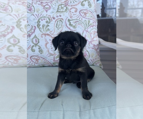 Medium Photo #3 Brussels Griffon Puppy For Sale in LOUISVILLE, KY, USA