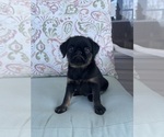 Puppy Rowdy Brussels Griffon
