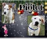Small American Pit Bull Terrier Mix