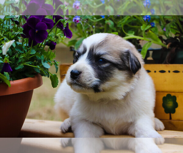 Medium Photo #15 Great Pyrenees Puppy For Sale in TOWNSEND, MA, USA
