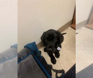 Labrador Retriever Puppy for sale in FLORIDA GULF COAST UNIV, FL, USA